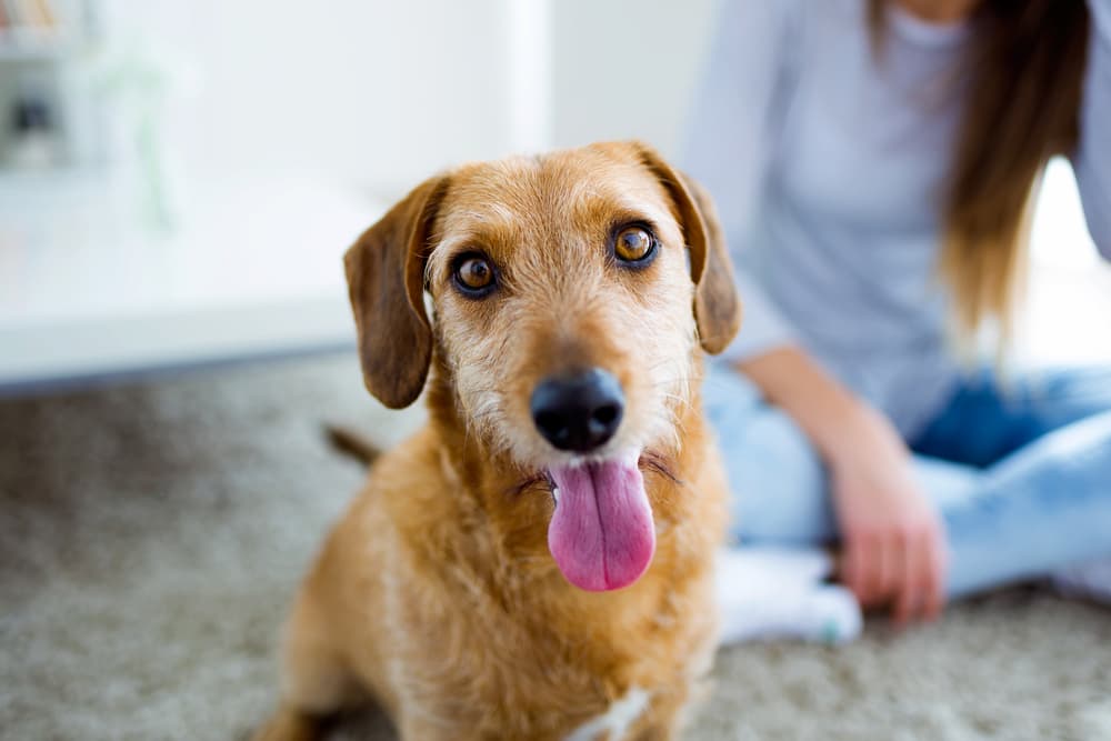 How to Find a Pet Sitter: 6 Best Pet Sitting Services to Know