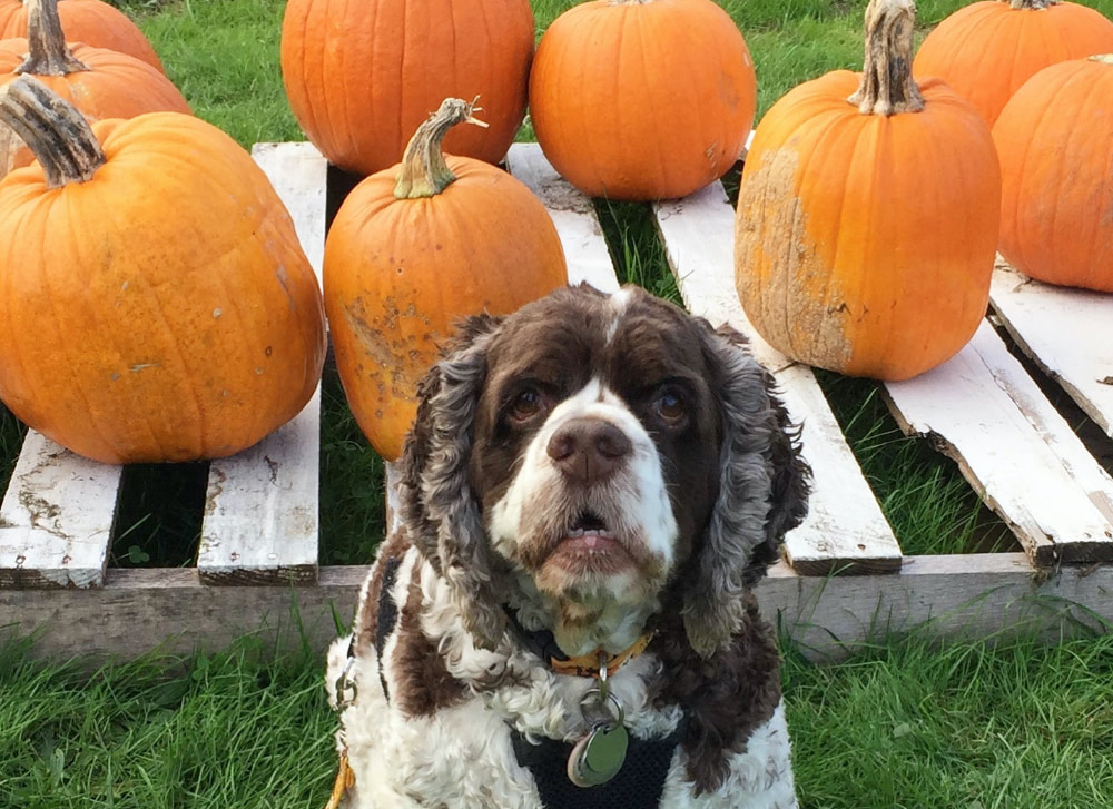 Dexter in a pumpkin patch