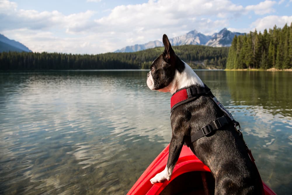 Kayaking With a Dog: Tips and 6 Dog-Friendly Kayaks to Consider