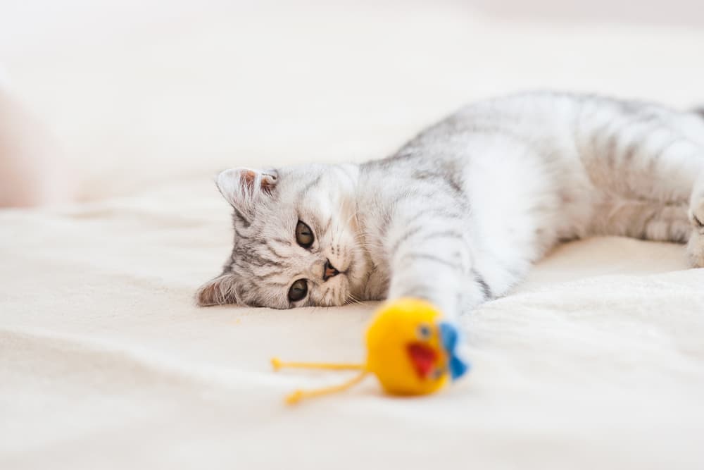 Kitten playing with a toy on the bed