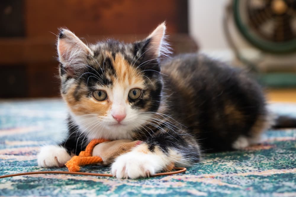 Sweet kitten playing with a toy