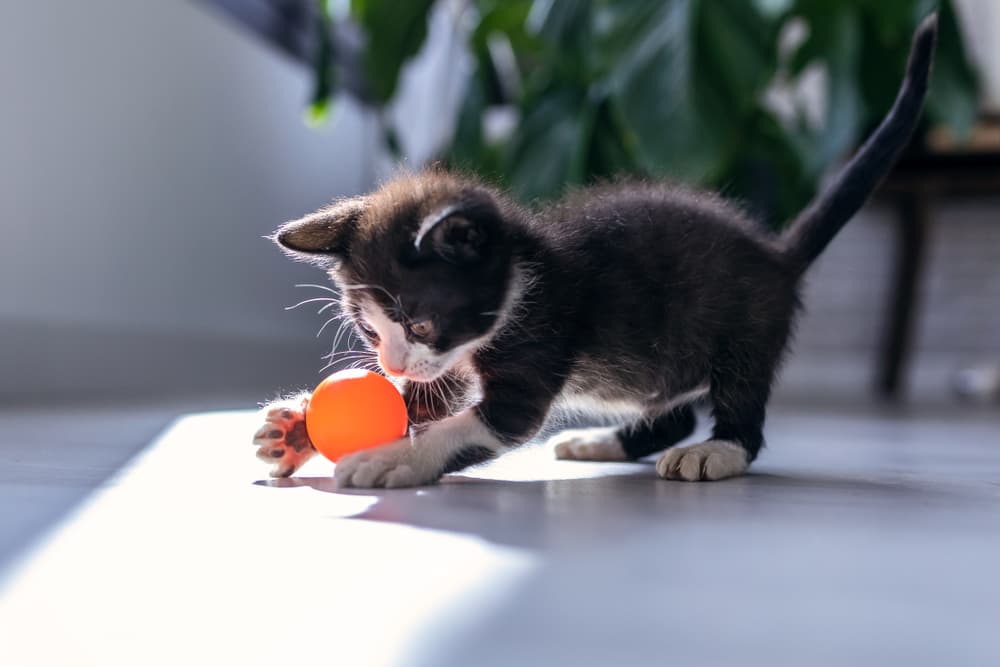 Kitten playing with a ball