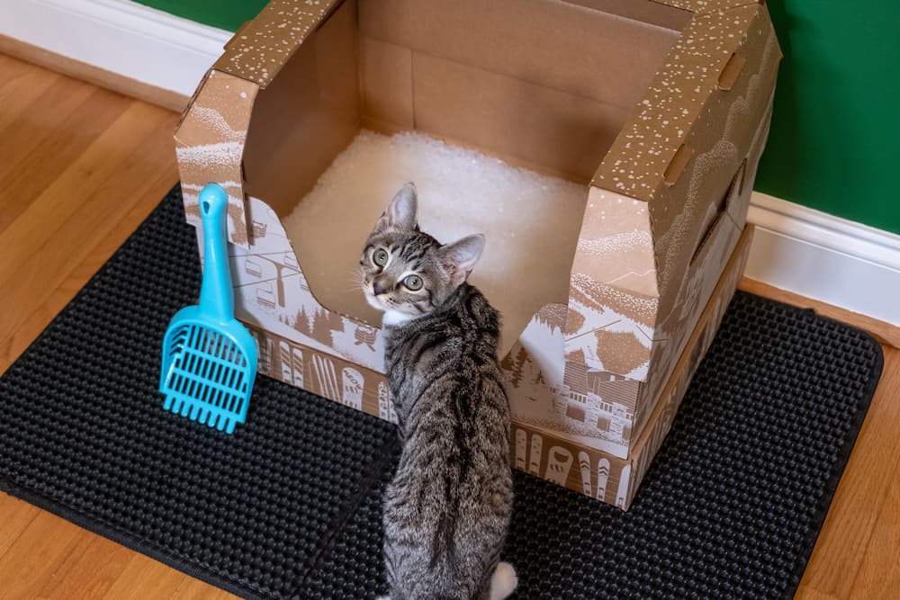 Cat going into Kitty Poo Club litter box sitting on mat