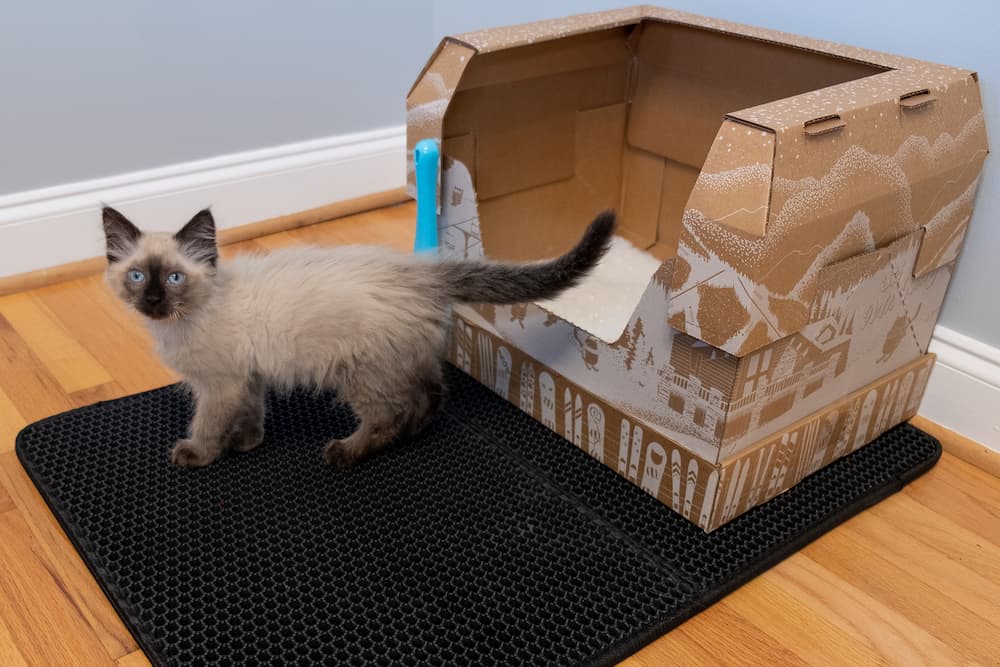 Kitten standing outside box