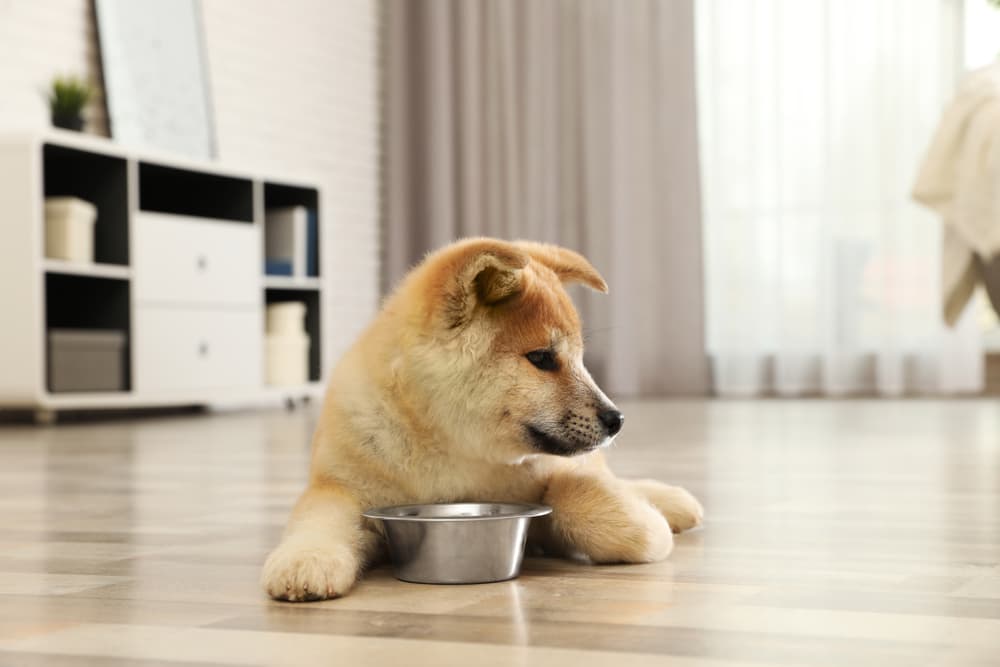 Puppy dog with empty dog food bowl