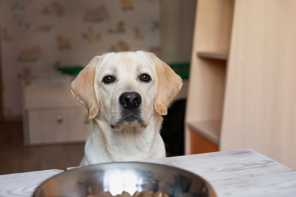 Happy dog waiting for lamb dog food