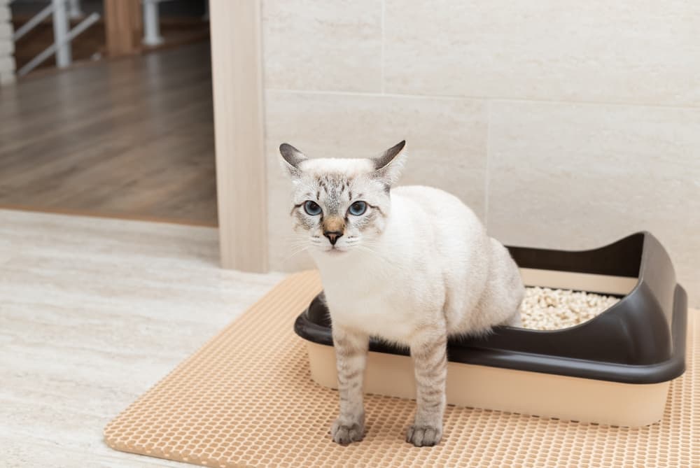 Cat coming out of litter box