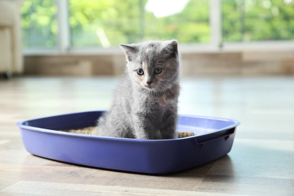 Best Lightweight Cat Litter: 8 Picks for Easy Lifting