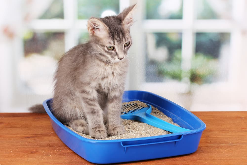 Cat sitting in litter box next to scoop