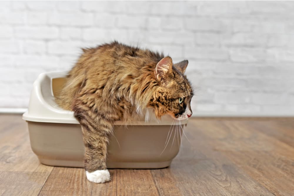 8 Best Cat Litter Mats to Prevent Mess - Vetstreet