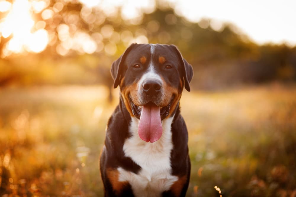 Dog smiling with big tongue happy