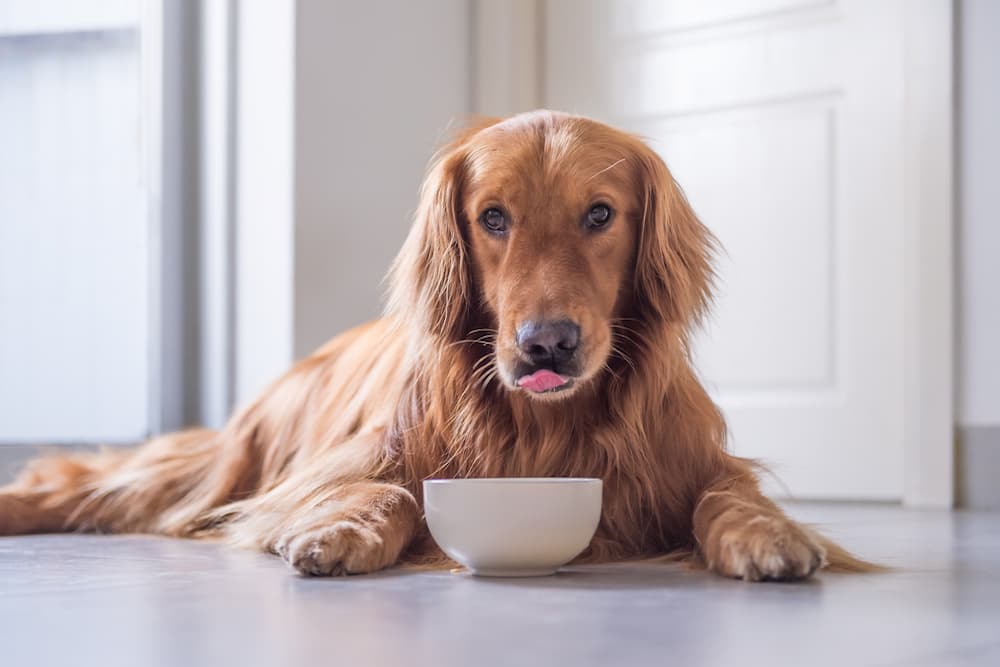 6 Best Low-Sodium Dog Foods of 2024
