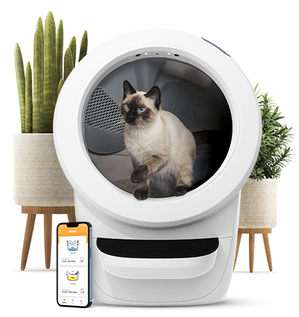 Cat litter box for odor control with cat inside looks pretty