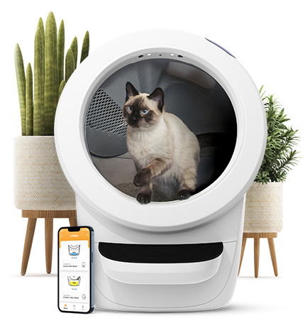 Cat litter box for odor control with cat inside looks pretty