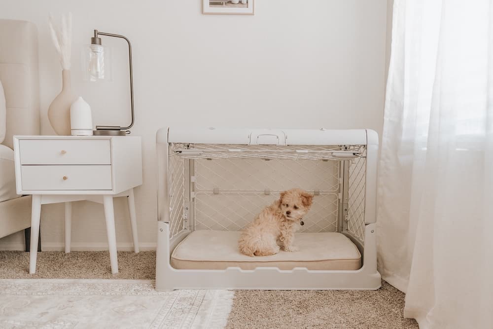 Modern Dog Crates: 7 Stylish Safe Havens Pups (and Parents) Will Love
