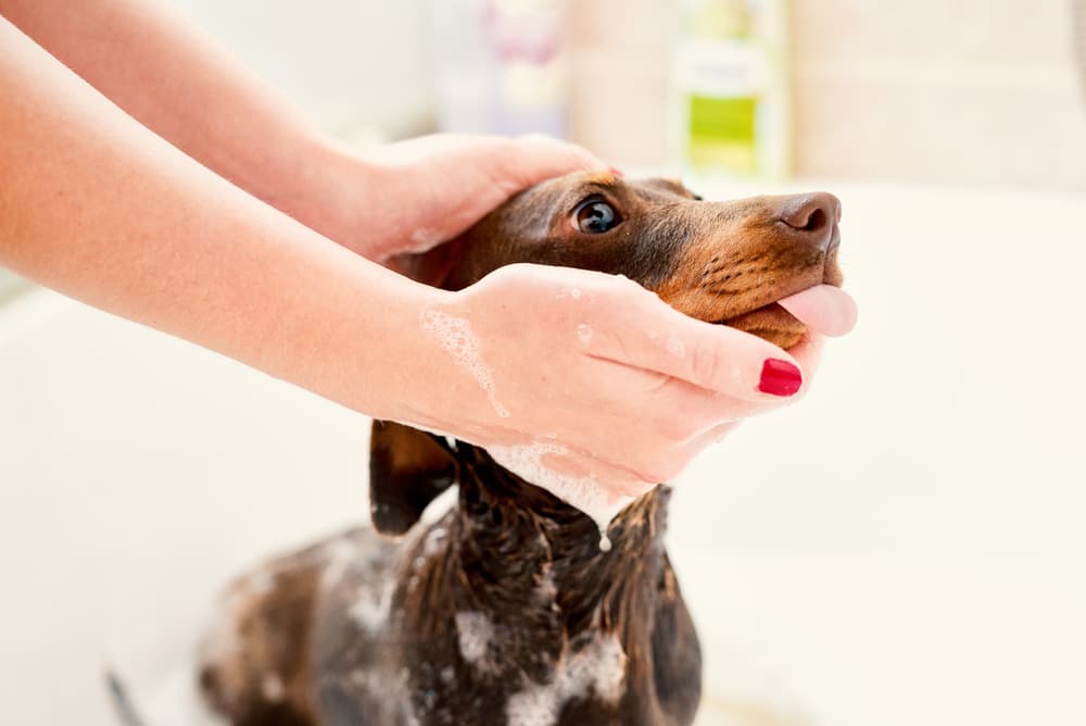 Dog having a bath at home