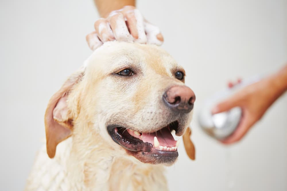Dog having a bath with shampoo