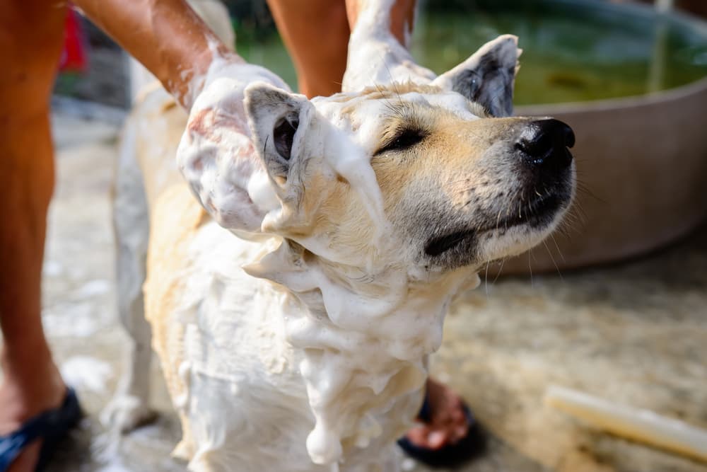 Conditioning and Moisturizing Scented Dog Spray - Warm Vanilla Cookie - 8oz