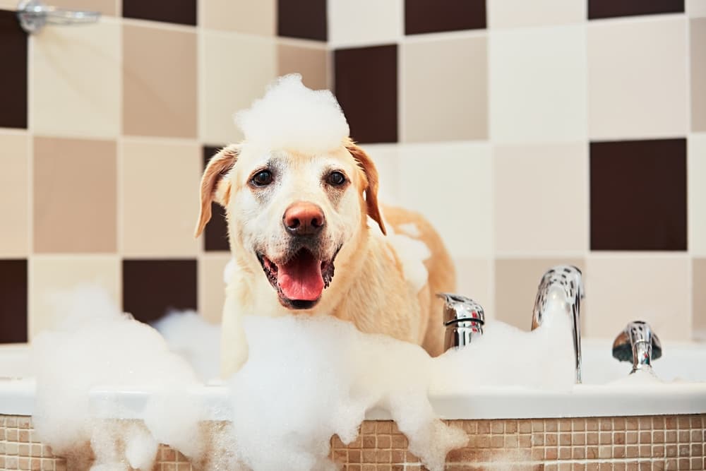 Happy dog having a bath with moisturizing dog shampoo