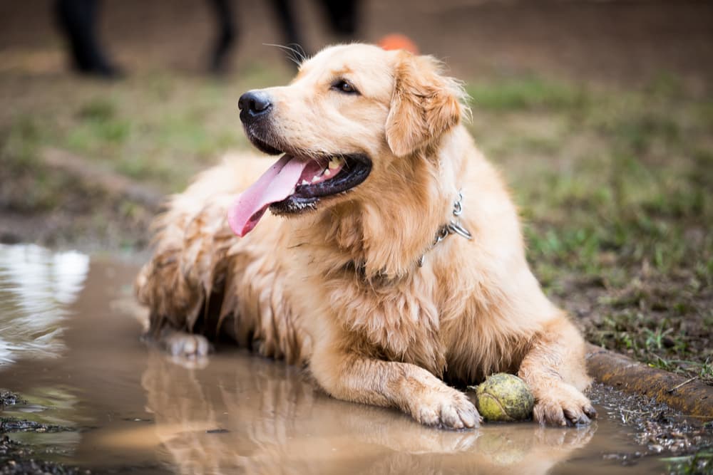 Muddy Dog: 5 Must-Have Cleaning Products