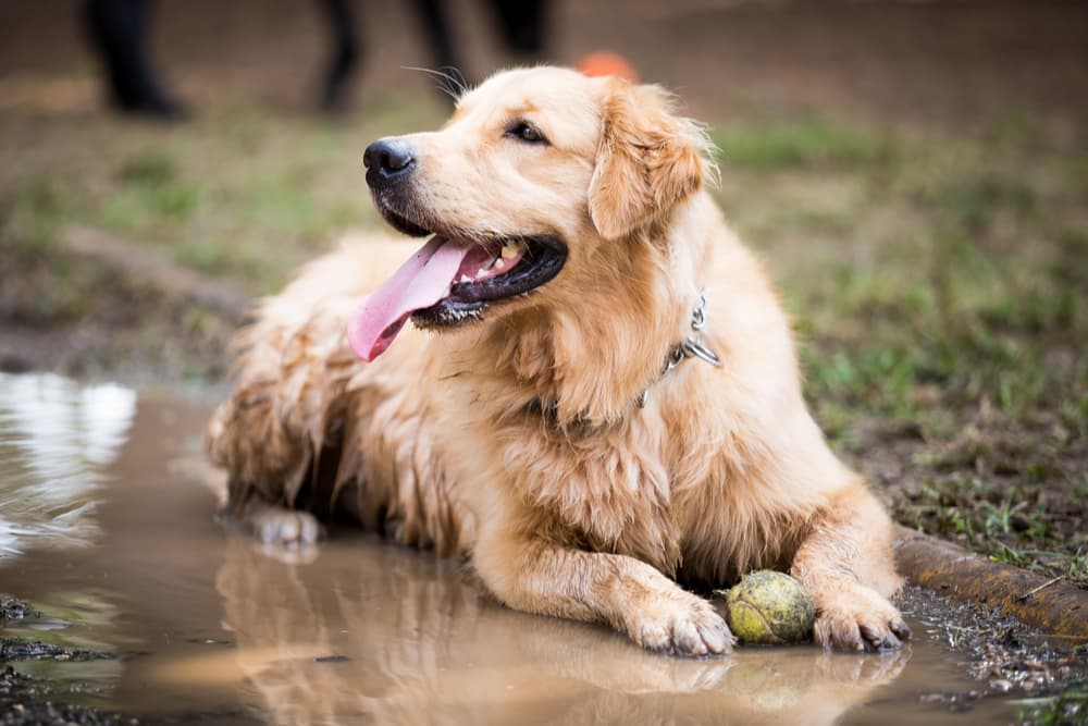 Tips for Preventing and Cleaning Muddy Dog Paws