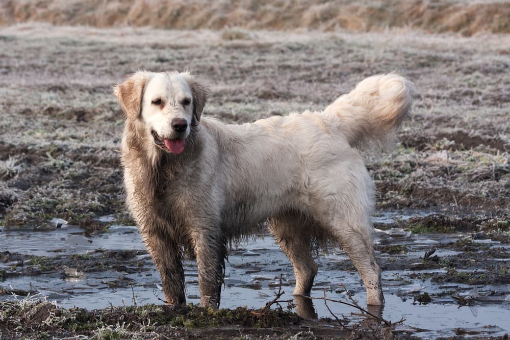 Muddy dog standing out in the puddle mud