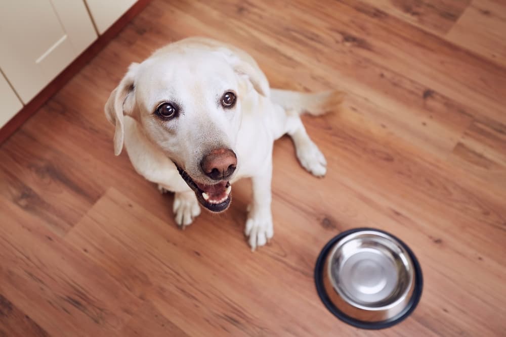 Big dog water bowl. Easy to clean and waters the trees when  draining/changing out the water.