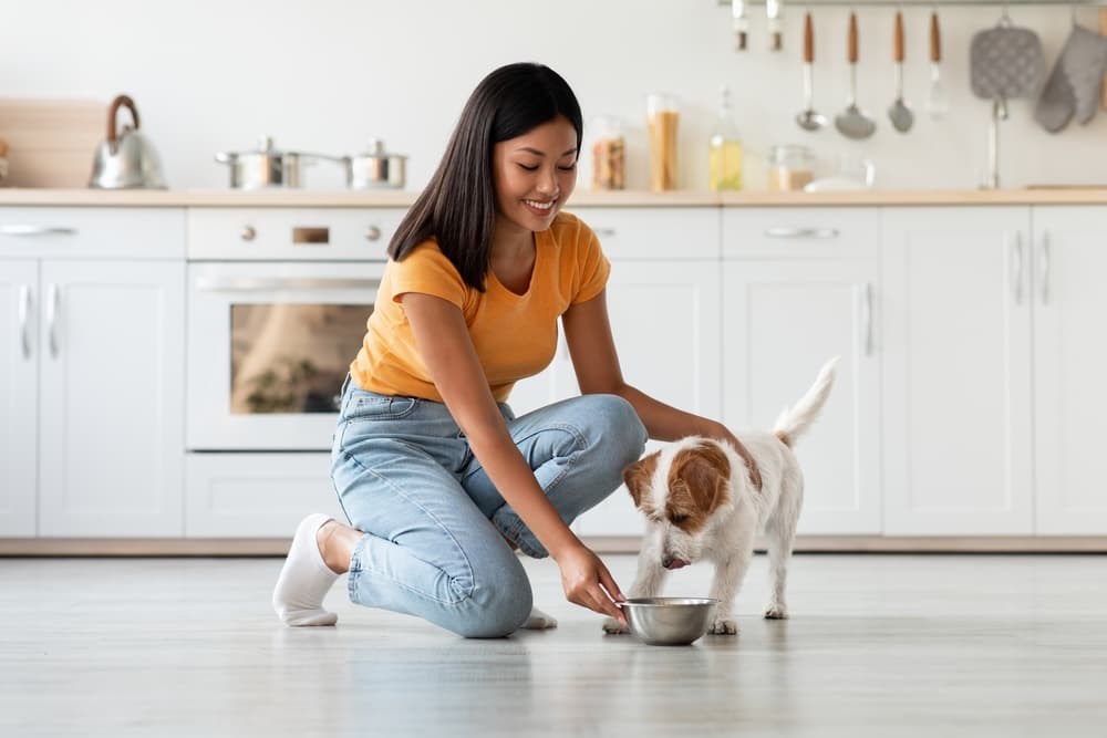 Ear Clear Dog Bowl and Mat Set, No Spill Food and Water Bowls with Mat,  Perfect Feeding Tray Set for Long Eared Dog or Breeds, No Mess Dog Bowl 36  oz