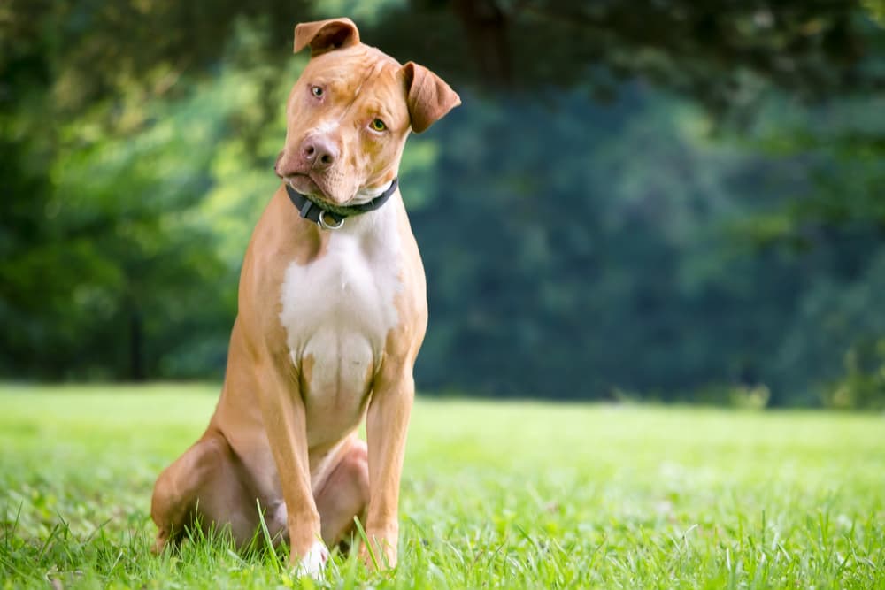 Big dog water bowl. Easy to clean and waters the trees when