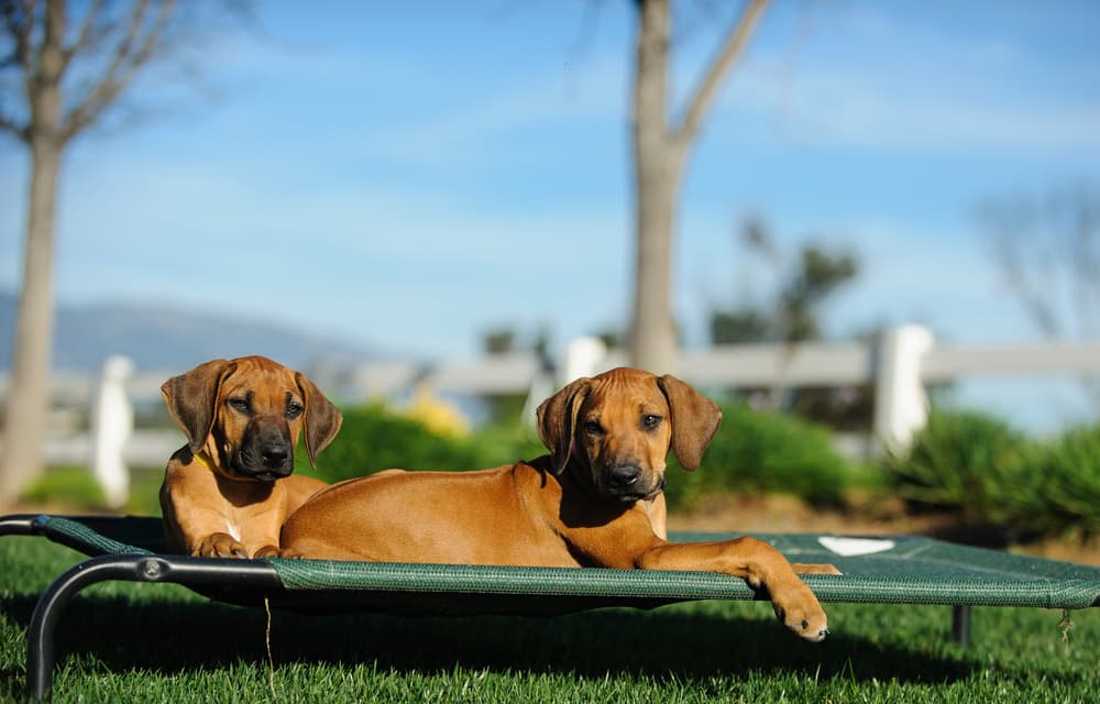dogs relax on raised dog bed