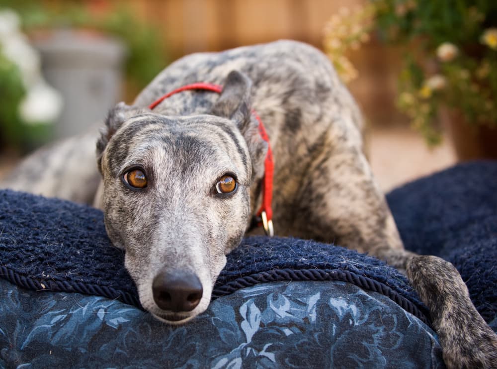 9 Best Outdoor Dog Beds of 2023