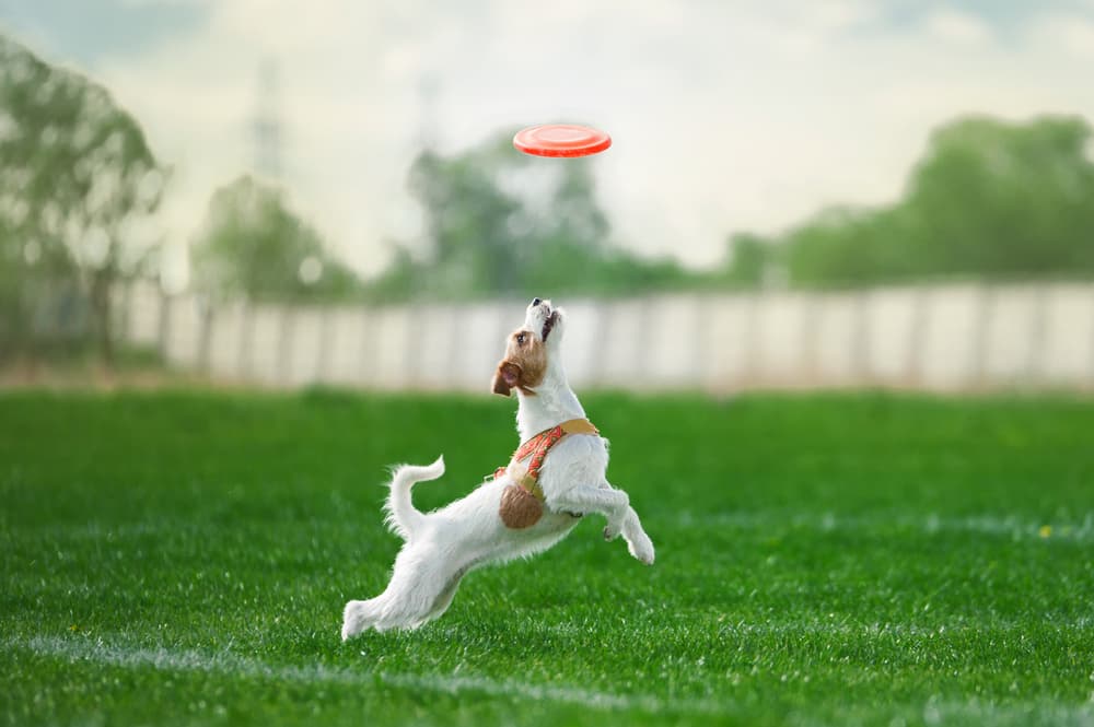 Dog catching frisbee outside
