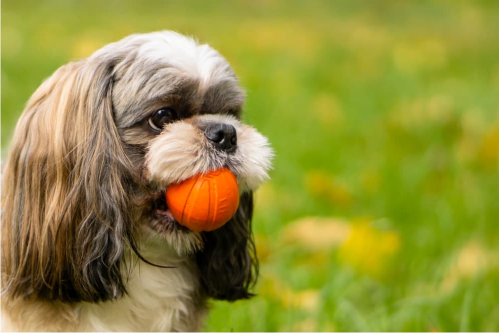 13 Coolest Outdoor Dog Toys Of All Time - BARK Post