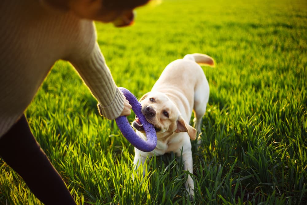 Interactive Tug Toy for Dogs, Outdoor Dog Toy