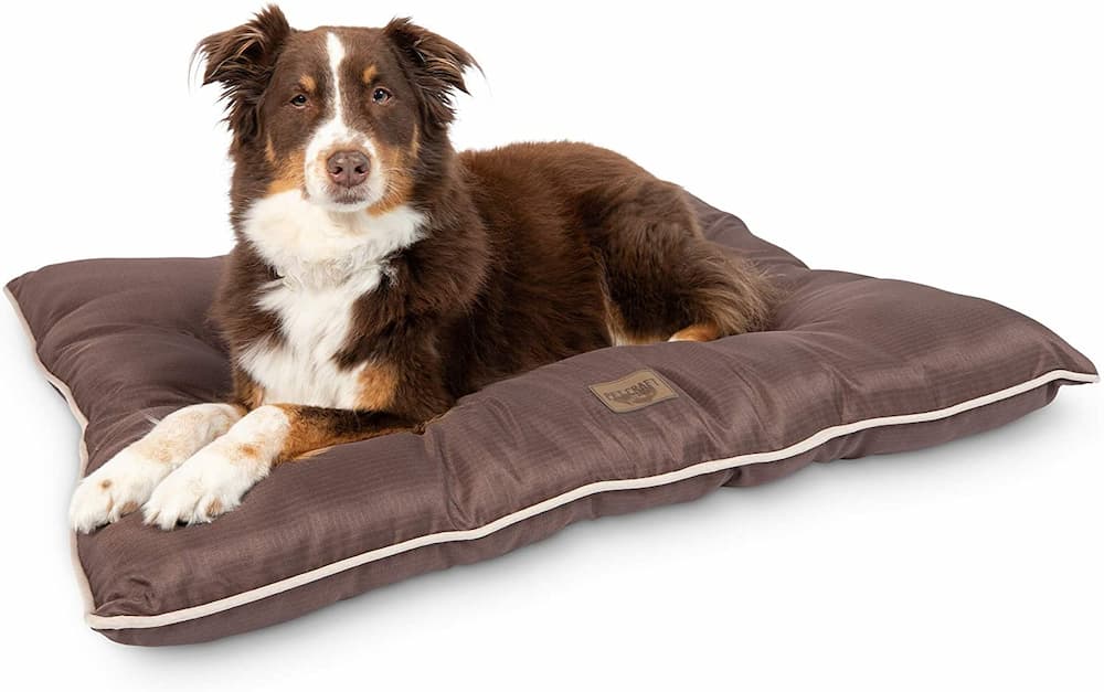 The Best Chew-Proof Dog Bed: 7 Tough Favorites to Try - Vetstreet