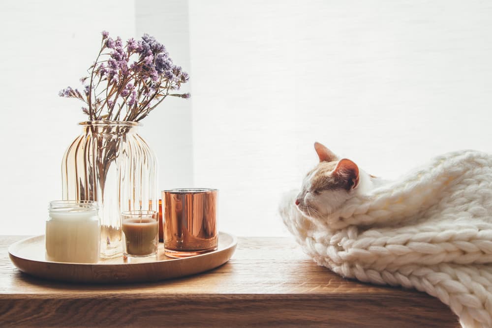 Pet Odor Candles: 8 Scents to Beat the Stink
