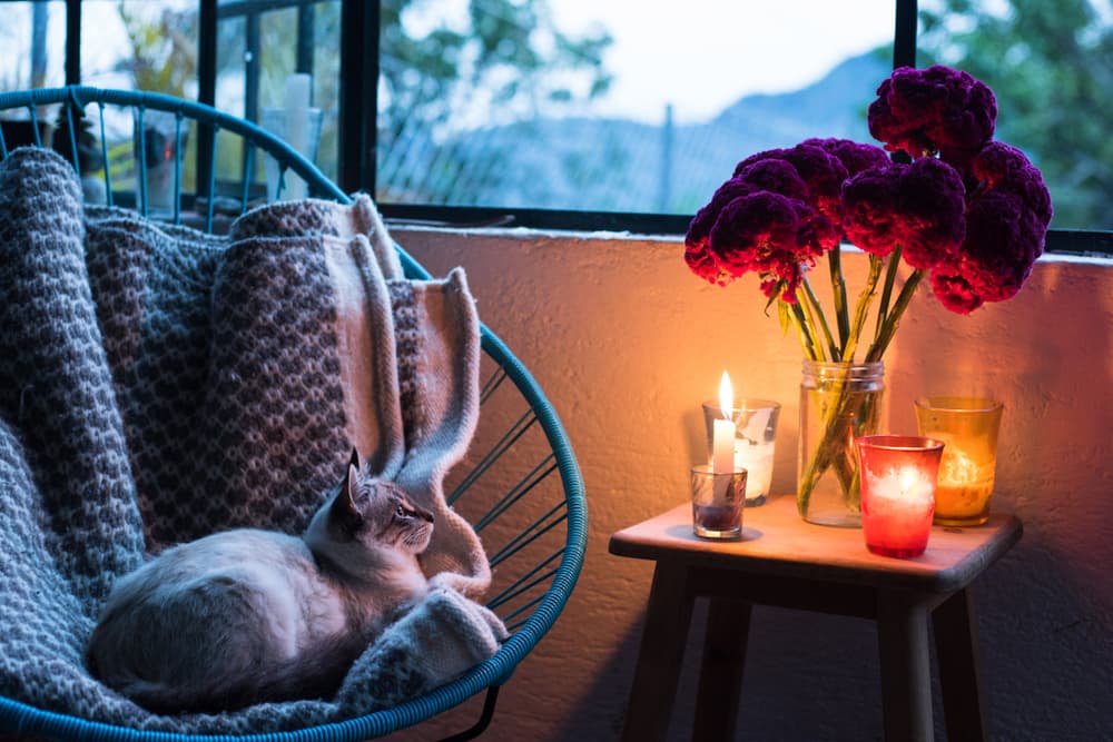 cozy cat in home with candles