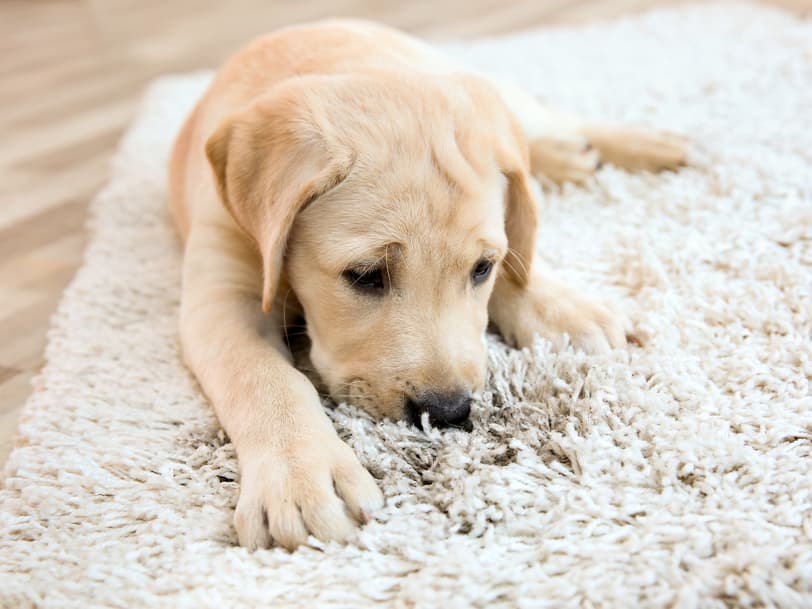 8 Best Rugs for Dogs - Vetstreet