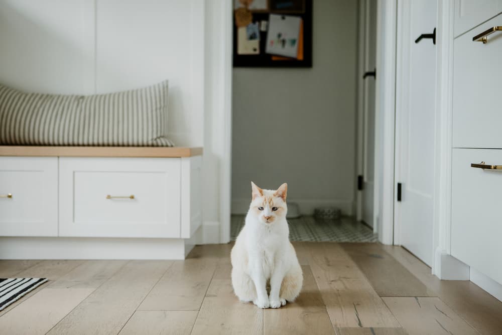 Cat sitting on clean floor in house
