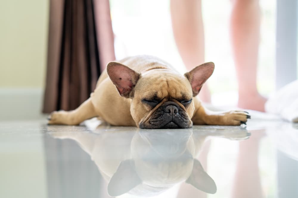 Dog lying down on clean floor in home