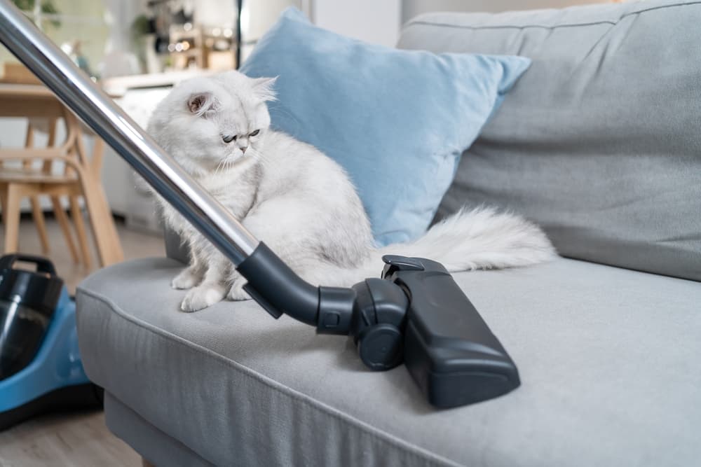 How to Choose a Pet Vacuum: 10 Best Options for Picking Up Pet Hair