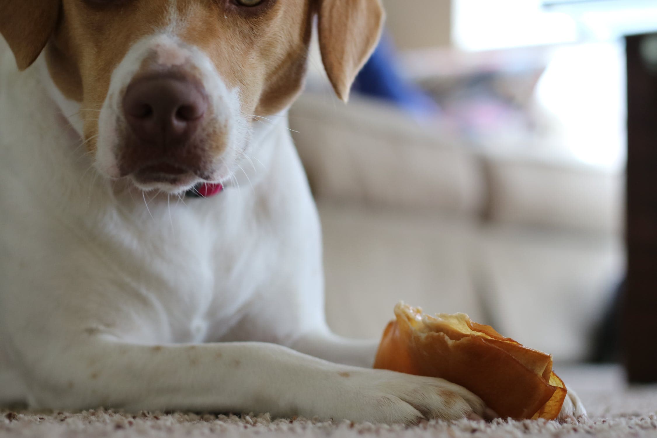 The Best Dog Treats of 2024