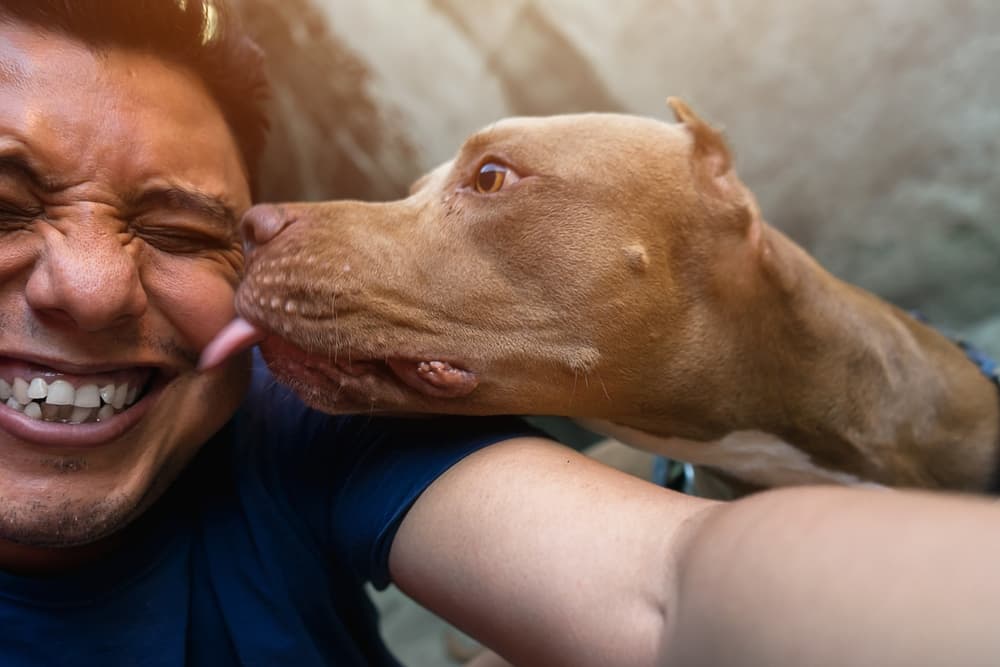 Happy pit bull smiling with owner