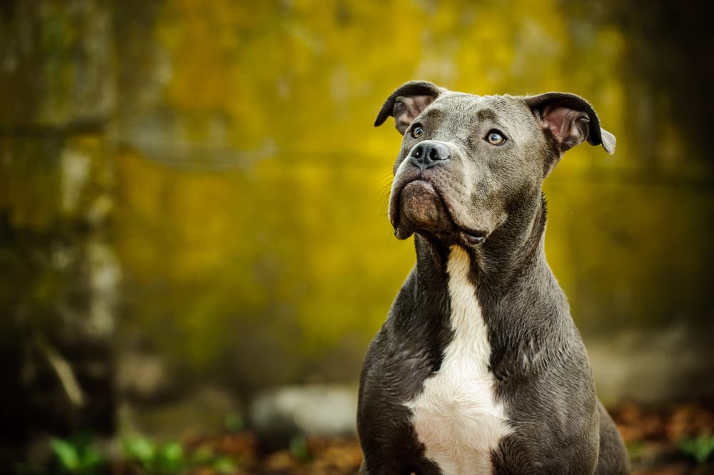 pitbull dog muscle building