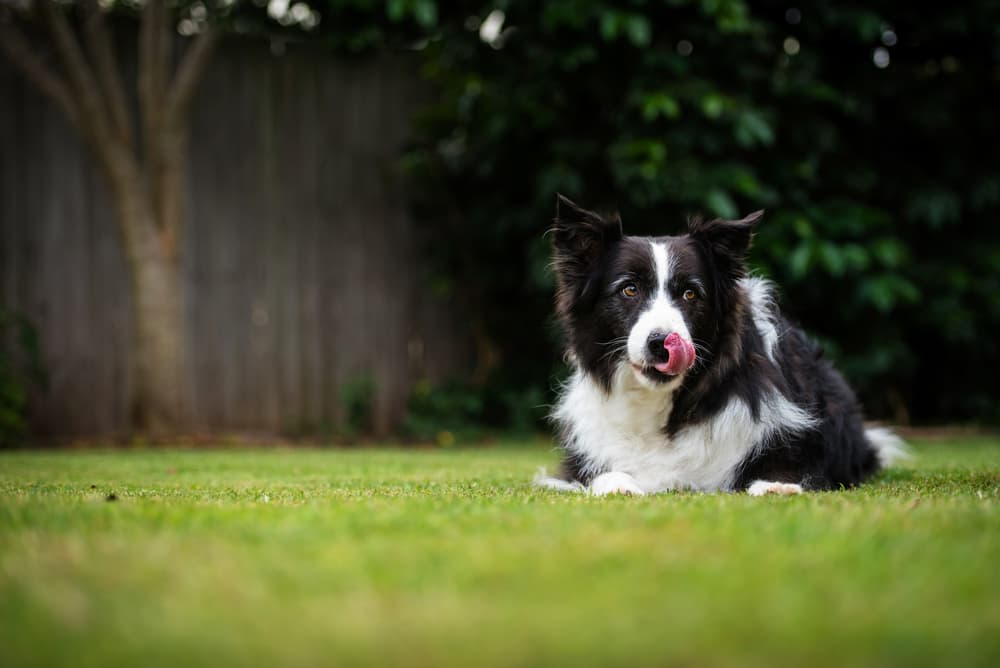6 Best Portable Dog Fences for Keeping Canines Secure
