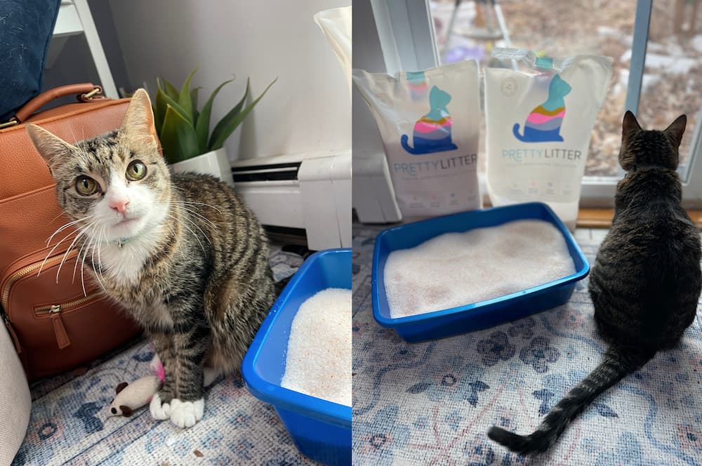 Cat testing out Pretty Litter smart cat litter for review