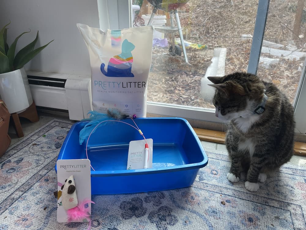 Cat sniffing pretty litter review box