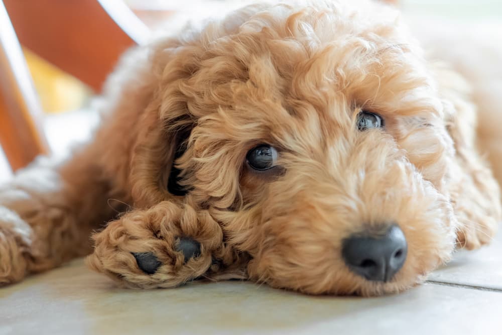 Sweet puppy looking bored