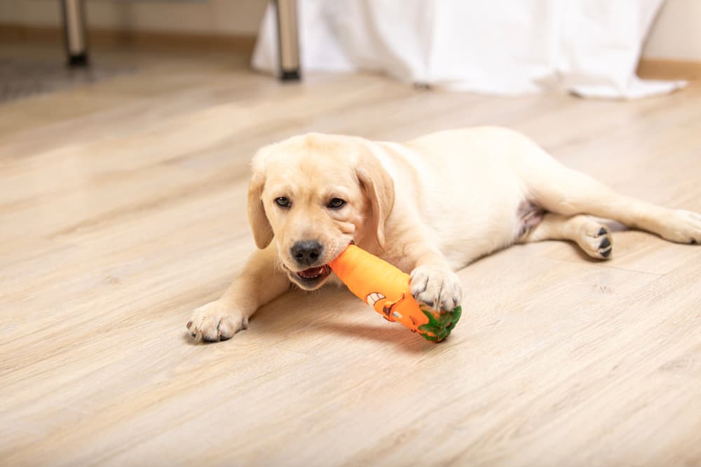 Puppy playing with carrot toy