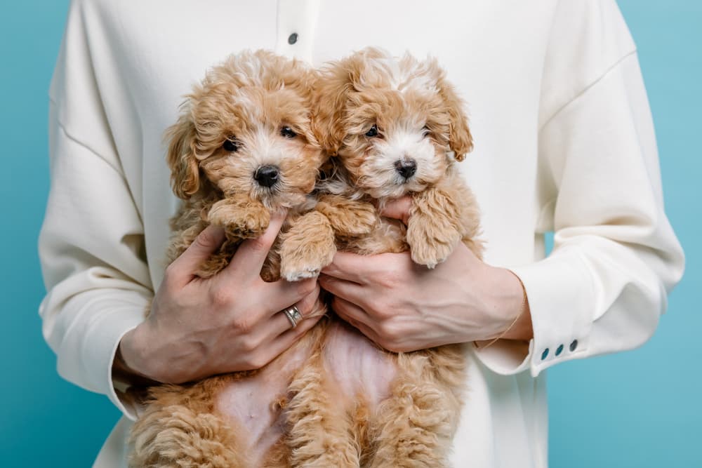 Two puppies being held